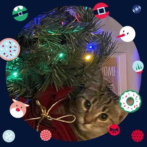 Meet your Posher, Brandi